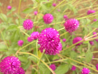 Pink color Red clover flower or Trifolium pratense flower