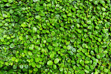 plant background green leaf little growing on ground or wall / texture beautiful natural green background