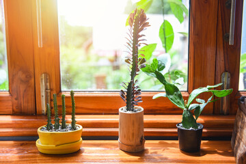 Plant in pot on window with sunlight - Green home houseplants and wooden table