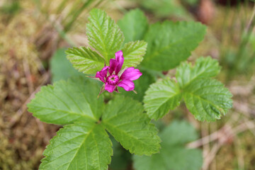 Salmonberry blossom at Denali National Park