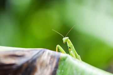 Green grasshopper - Female european Mantis or Praying Mantis religiosa on leaf on nature