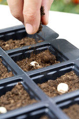 Human hand putting seeds into plastic trays