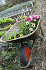 Flowers in wheelbarrow