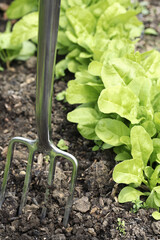 Spading fork in community garden