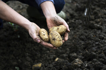 Human hand holding potatoes