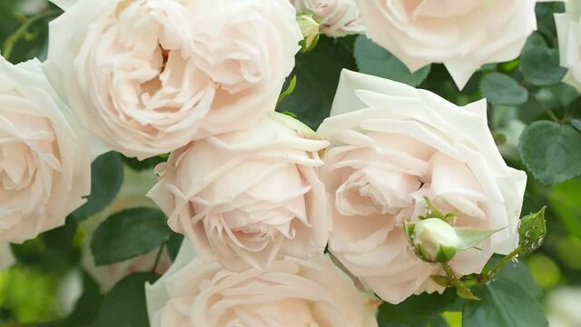 Bush of white pink roses in garden close up. Dolly Shot in Slow Motion along bushes tea roses