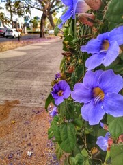 jacarandas moradas en gdl