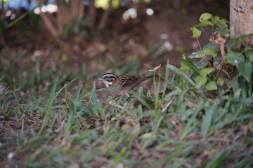 Rufous-collared Sparrow Bird on the ground