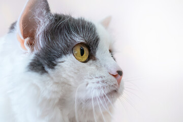 portrait of a white furry cat that looks somewhere very surprised