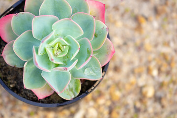 Closeup of green succulent tipped in pink in pot on gravel with blurred background