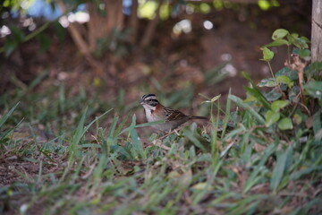 Rufous-collared Sparrow Bird on the ground