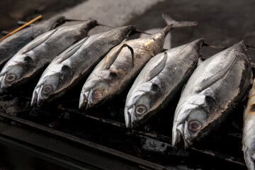 Fototapeta premium row of grilling fish on campfire with charcoal