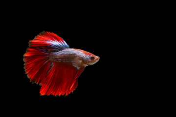 Siamese fighting fish with water bubbles on a black background