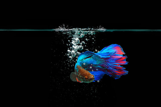 fishting fish on black background
