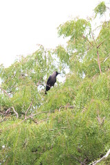 crow on tree ,crow ,tree,village crow views,
