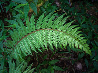 Fresh fern leaves in forest in spring.