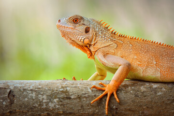 iguana  on twigs in tropical garden