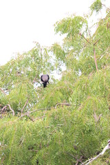 crow on tree ,crow ,tree,village crow views,