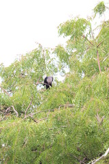 crow on tree ,crow ,tree,village crow views,