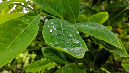 rain drops on a leaf