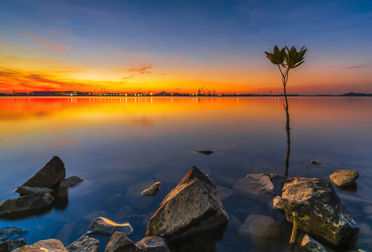 One tree shoots on the beach at sunrise, Batam island