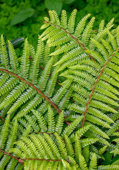 Closeup of Western Maidenhair Fern as a green pattern nature background
