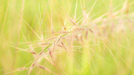 Beautiful grass flower blooming field with soft focus blur background