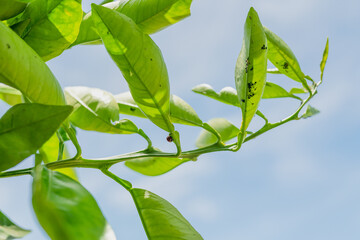 Ladybug, aphids and ants on leaves of orange tree