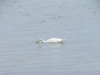 white swan in the water