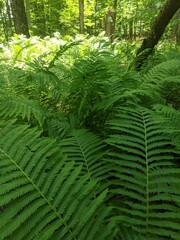 fern in the forest