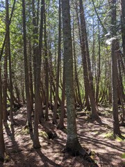 Obraz premium trees in the forest