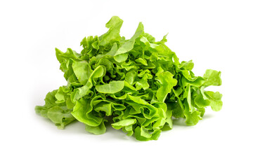 Green oak lettuce organic vegetable on white background