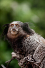 Monkey portrait with dramatic features / Retrato de macaco com fei&ccedil;&otilde;es dram&aacute;tica