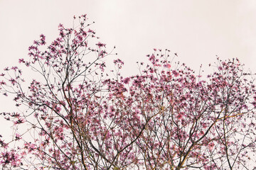 pink cherry blossom