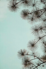 Obraz premium pine branches against blue sky