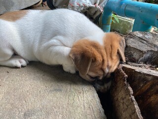 small cute brown and white puppy dog bite wood