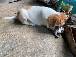 small cute brown and white puppy dog bite wood