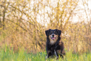 Fototapeta na wymiar A dog is sitting in a meadow in the back light and looks attentively