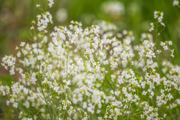Plakat Close-up Of Flowering Plants On Field