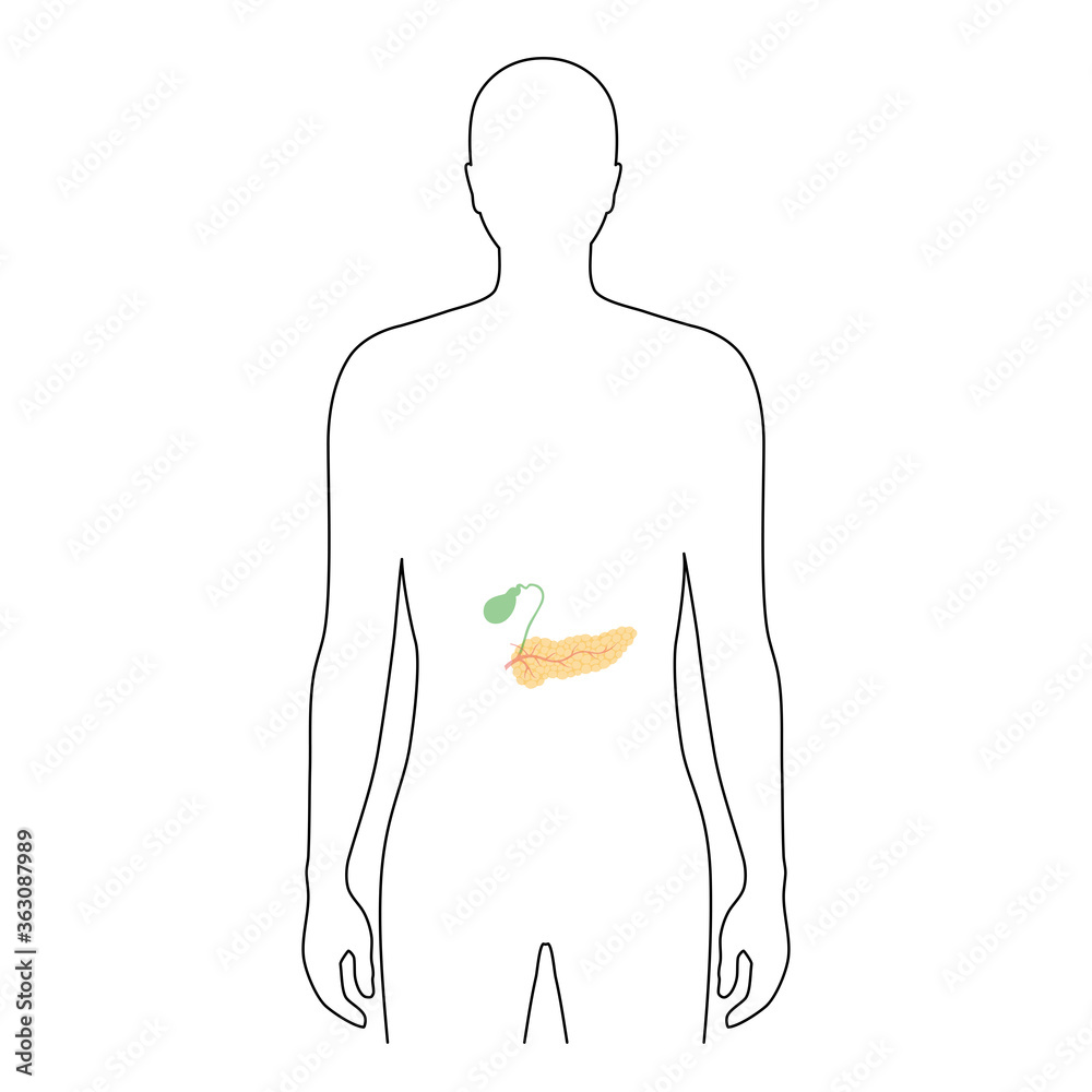 Poster Pancreas an human body