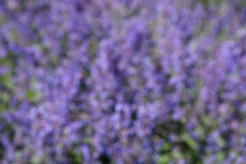 Fototapeta premium Soft blur of Purple Wood Sage blooming, as a nature background 