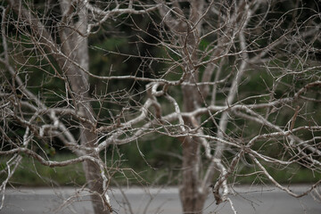curve of tree in garden