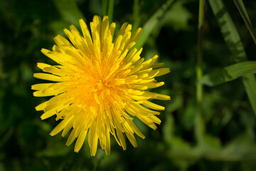 Detail of a yellow dandelion blossom from above
