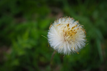 Detail of a dandelion against a green nature background