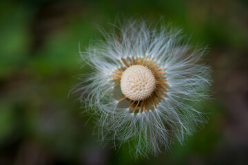 Detail of a dandelion against a green nature background