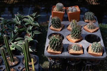 Cactus in garden