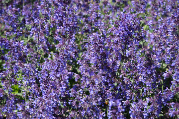 Fototapeta premium Purple Wood Sage blooming, as a nature background 