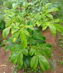 Good and tasty Yam cultivation