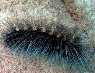 Dangerous worm with itchy hair