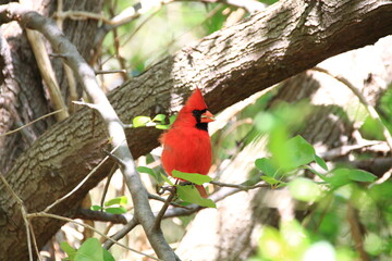 新緑の中で枝にたたずむカーディナル